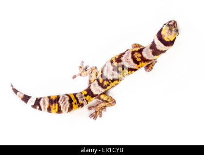 Una vista in pianta di un Castelnau's Velvet Gecko (Oedura Castelnaui) su uno sfondo bianco Foto Stock