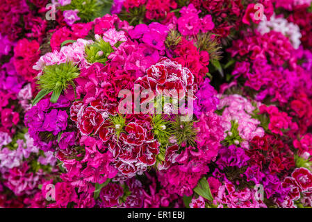 Viola a fiori nel mercato del sabato a Praga Repubblica Ceca, Europa Foto Stock