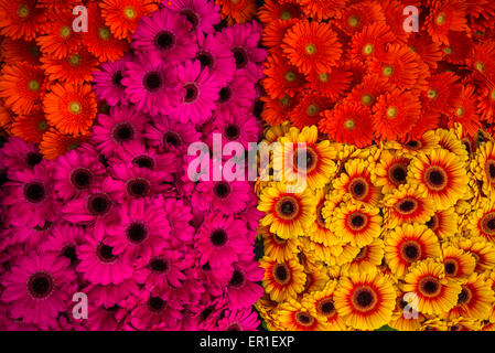 Giallo e viola a fiori nel mercato del sabato a Praga Repubblica Ceca, Europa Foto Stock