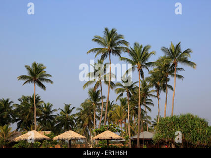 Palme di cocco contro il profondo blu del cielo, Nilavelli, Trincomalee, Sri Lanka, Asia Foto Stock