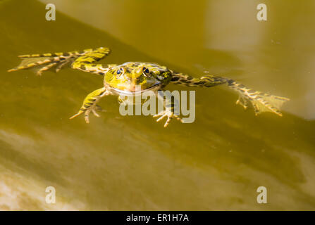 Rana verde a nuotare in acqua dello stagno Foto Stock