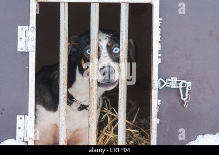 Sledge cane dietro barre in Lapponia svedese guardando nella telecamera con gli occhi blu Foto Stock