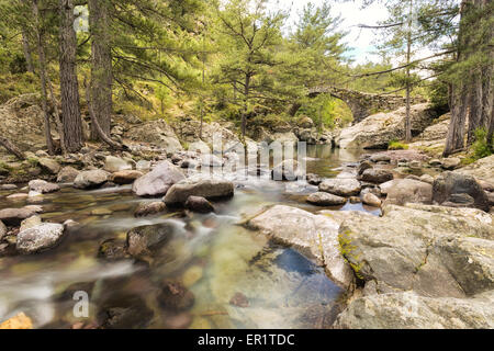 La montagna di chiare acque del fiume Tartagine flusso in un antico ponte genovese nella foresta di Tartagine in Corsica Foto Stock