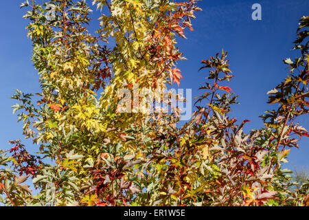 Un primo piano di un giallo maple leaf tra le altre le foglie in autunno Foto Stock