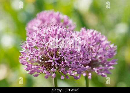 Close up fioritura di Allium giganteum Foto Stock