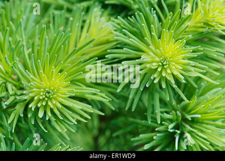 Chiudere i giovani aghi di Larix kaempferi Foto Stock