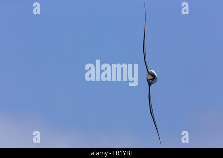 Capo Verde Shearwater Foto Stock