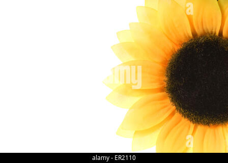 Girasole su sfondo bianco Foto Stock