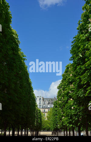 Giardino delle Tuileries (Jardin des Tuliers), Rue de Rivoli, 1° Arrondissement, Parigi, Francia Foto Stock