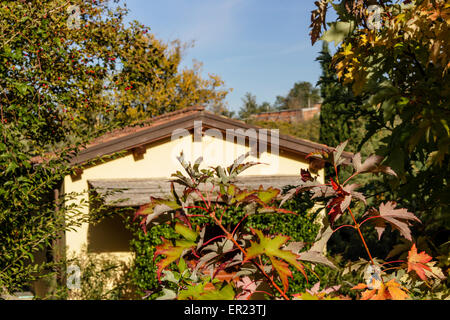 Un primo piano di un giallo maple leaf tra le altre le foglie in autunno. home in background Foto Stock