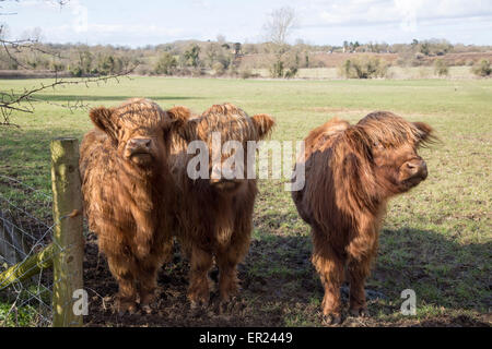 Highland vitelli bovini in campo, Compton Bassett, Wiltshire, Inghilterra, Regno Unito Foto Stock