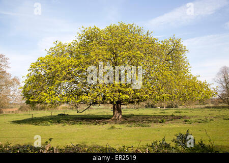 Ampia diffusione di ippocastano albero in primavera con nuove foglie, Sutton, Suffolk, Inghilterra, Regno Unito Foto Stock