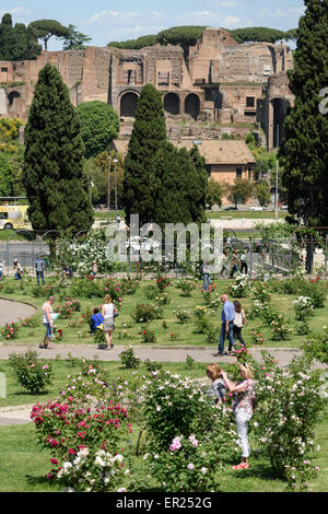 Roma. L'Italia. Il Roseto Comunale di Roma, giardino di rose sul colle Aventino. Foto Stock