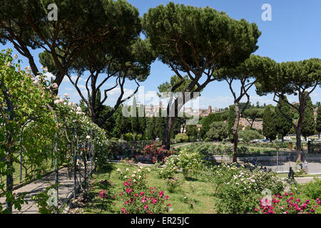 Roma. L'Italia. Il Roseto Comunale di Roma, giardino di rose sul colle Aventino. Foto Stock