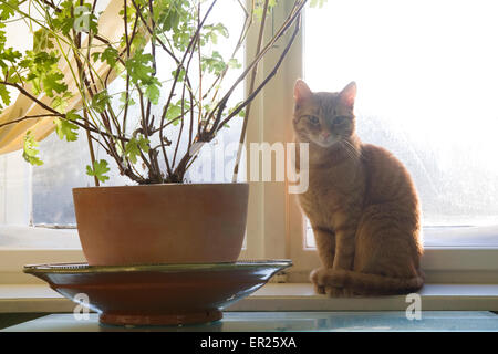 L'Europa, Germania, cat su un davanzale. Europa, Deutschland, Katze auf einer Fensterbank. Foto Stock