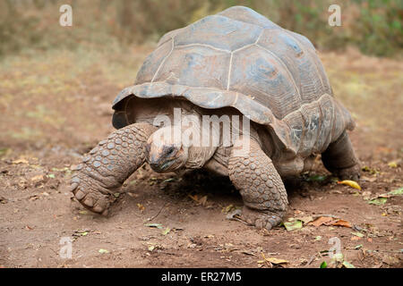 Tartaruga gigante di Aldabra (Aldabrachelys gigantea) sull isola prigione, Zanzibar Foto Stock