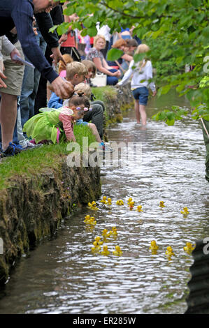 Loose village vicino a Maidstone, Kent, Regno Unito. 25 Maggio, 2015. L annuale famoso villaggio allentati Duck gara si svolge su lunedì festivo. Le anatre di plastica in gara scendono allentato Brooks, il flusso che scorre attraverso il villaggio, guardato dalla gente del luogo come pure i visitatori stranieri - Olandese, Spagnolo e il ceco sono stati ascoltati nella folla Credito: PjrNews/Alamy Live News Foto Stock