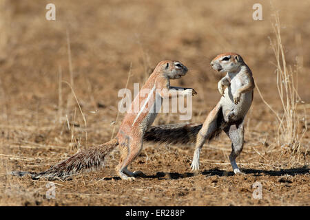 Due gli scoiattoli di terra (Xerus inaurus) giocando, deserto Kalahari, Sud Africa Foto Stock