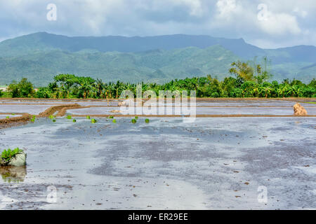 Superfici irrigate risaie con le piantine pronte per la stagione della semina. Foto Stock