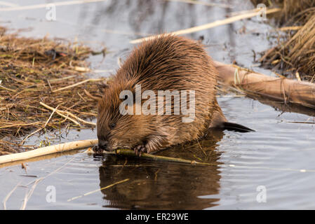 Beaver mangiare ramoscelli Foto Stock