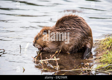 Beaver mangiare ramoscelli in beaver pond Foto Stock