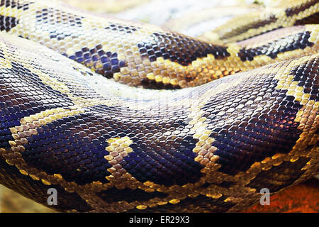 Python birmano. Il dark tiger python avvolto a ricciolo. Foto Stock