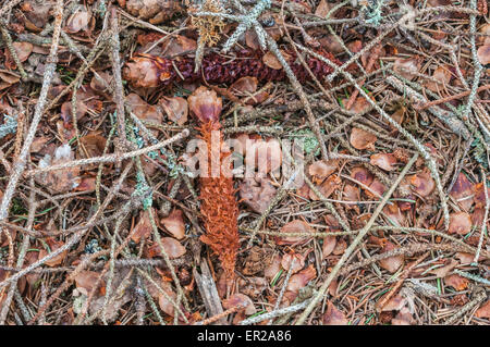 Whats sinistra di pigne dopo uno scoiattolo rosso ha mangiato Foto Stock