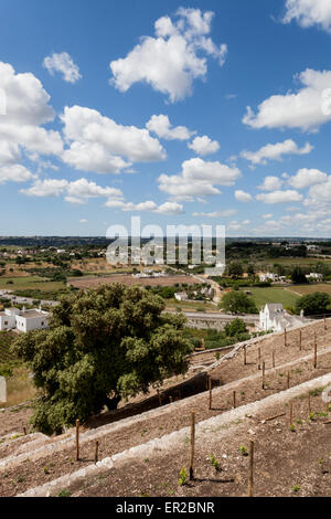 Locorotondo, Puglia Puglia, Italia, viaggi, Valle d'Itria Foto Stock