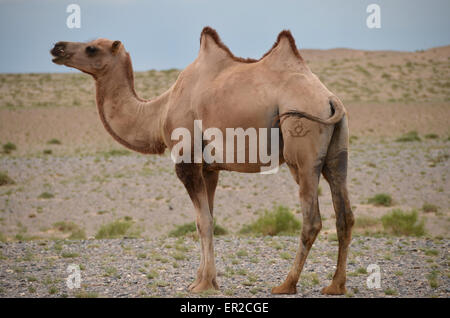 Bactrian cammello nel deserto del Gobi, provincia Bayanhongor, Mongolia meridionale Foto Stock