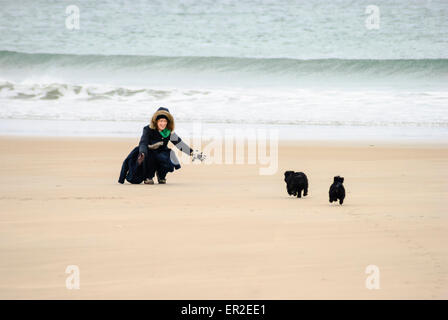 Una donna che accoglie due Scottish Terrier come essi corrono verso di lei su una spiaggia Foto Stock