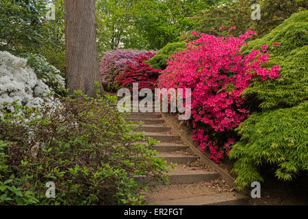 Azalee presso il Punch Bowl Virginia Water Lake Virginia Water Surrey in Inghilterra REGNO UNITO Foto Stock