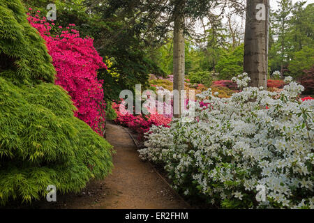 Azalee presso il Punch Bowl Virginia Water Lake Virginia Water Surrey in Inghilterra REGNO UNITO Foto Stock