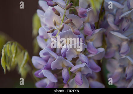 Fiori di glicine, close up Foto Stock