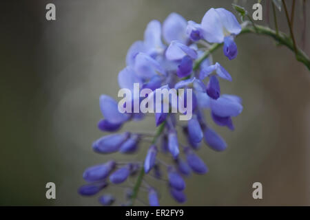 Un vitigno di glicine in fiore Foto Stock