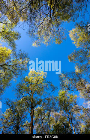 Argento di betulle con Bright Green nuove foglie contro un cielo blu chiaro. Foto Stock