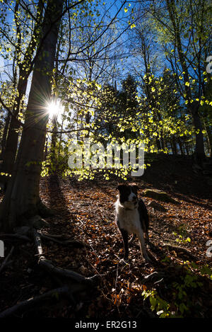 Un Border Collie cane Erncroft nei boschi vicino a Compstall in Greater Manchester. Luce del sole di primavera facendo nuove foglie di faggio glow. Foto Stock