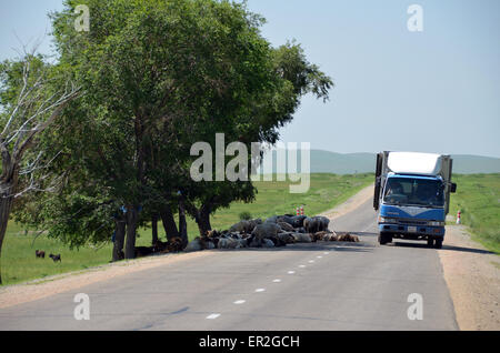 Un gregge di pecore in riposo sotto un albero sulla strada mentre un carrello passa nella provincia Selenge, Mongolia. Foto Stock