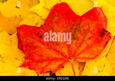 Rosso di foglie di acero in autunno Foto Stock