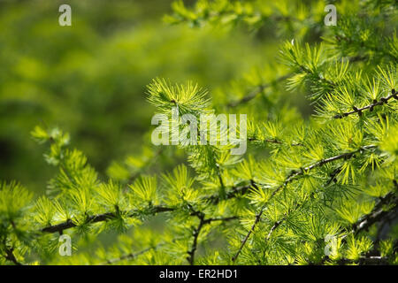 Larice ramo (Larix) closeup con aghi nel verde della foresta di luce. Foto Stock