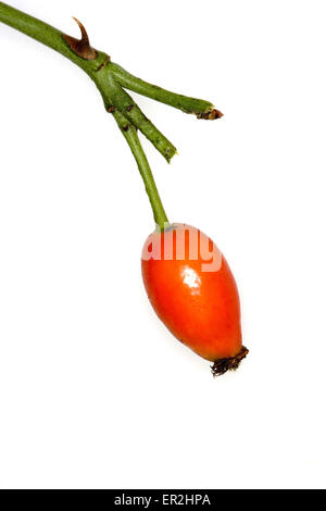 Alpen-Hagrose, Rosa pendulina, dettaglio Fruechte, Frucht, rot, Natur, vegetazione, Botanik, Pflanze, Alpenheckenrose, Alpenhagrose Foto Stock