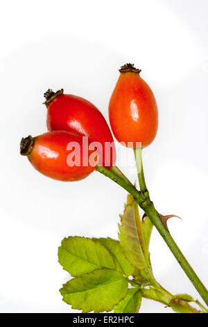 Alpen-Hagrose, Rosa pendulina, dettaglio Fruechte, Frucht, rot, Natur, vegetazione, Botanik, Pflanze, Alpenheckenrose, Alpenhagrose Foto Stock
