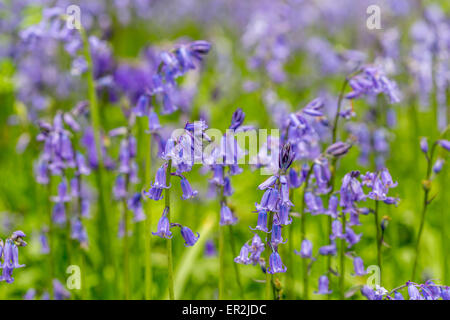 Bluebells in erba Foto Stock