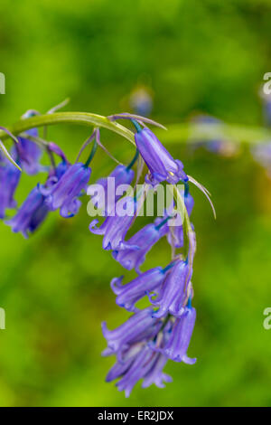 Close up bluebell Foto Stock