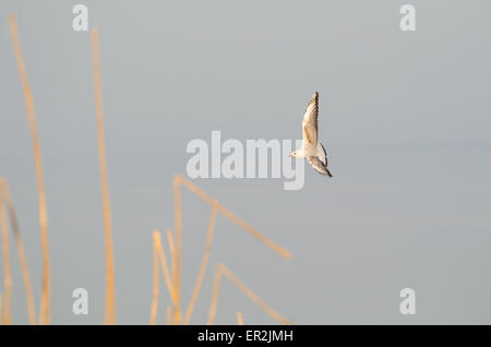 A testa nera gabbiano in inverno piumaggio con ance Foto Stock