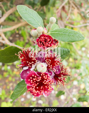 Acca sellowiana (ananas di guava) fiore Foto Stock