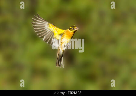 A testa nera Grosbeak melanocephalus Pheucticus Santa Rita montagne, Santa Cruz County, Arizona, Stati Uniti 18 Maggio adulto Foto Stock