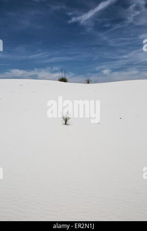 Impianto solitario Whitesands in Nuovo Messico deserto. Foto Stock