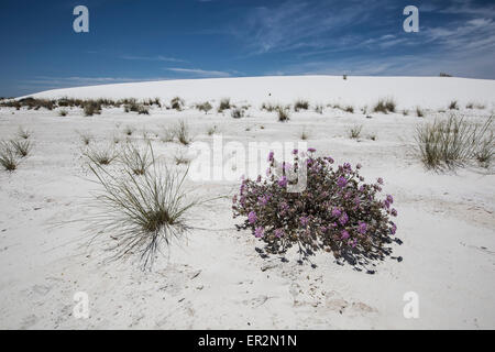 Le piante del deserto in Whitesands, Nuovo Messico Foto Stock