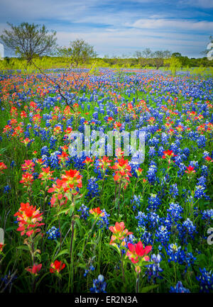 Bluebonnets a Ennis, Texas. Lupinus texensis, il Texas bluebonnet, è una specie endemica di lupino in Texas. Foto Stock