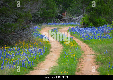 Strada di campagna nel Texas Hill Country a est di Llano, Texas, linea da bluebonnets Foto Stock